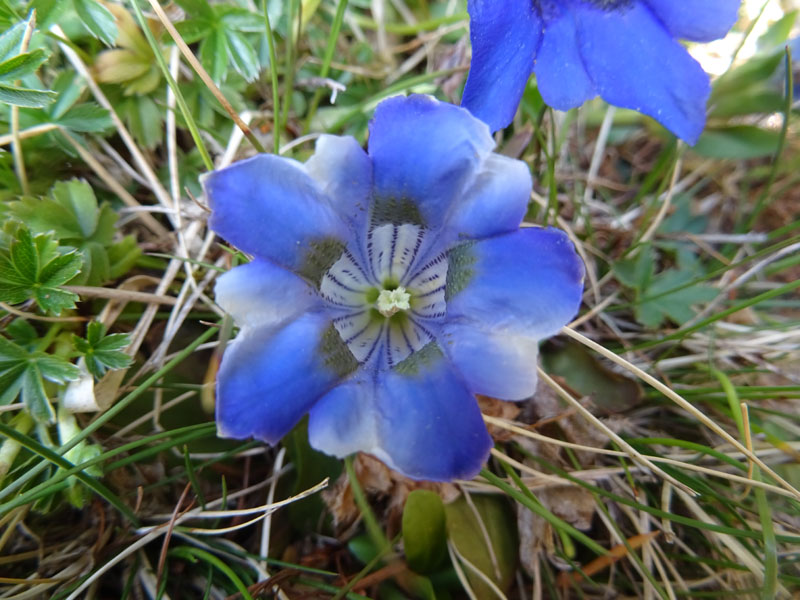 Genziana....mezza albina ?